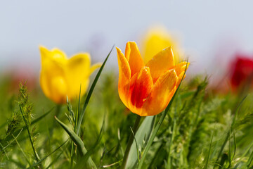 A lot of yellow and red wild tulips sunny windy day in the steppe. Kalmykia