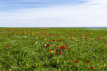 Fototapeta na wymiar Wild red and yellow tulips in green spring steppe near the Manych lake in Kalmykia