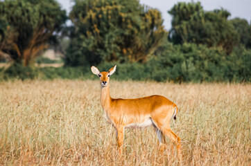 Wild life gazelle impala animal in National park of Uganda in the sunrise.