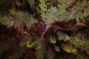 Path Leading to Stream in the Forest