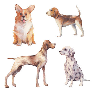 Watercolor dogs set. Isolated illustration of various dogs on white background. Hand painted pet collection