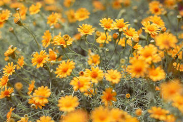 Obraz na płótnie Canvas image of Yellow daisy field at sunrises.