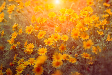 Fototapeta na wymiar image of Yellow daisy field at sunrises.