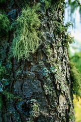 green moss on tree