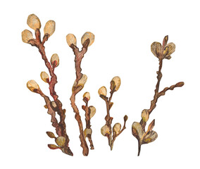 Watercolor hand drawn set with willow branches. Illustration of willow wood isolated on white background. Spring Easter illustration for design, print, fabric or background. Template for holiday. © rom-anni