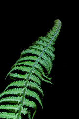 Vegetable background, green fern leaves on a dark background