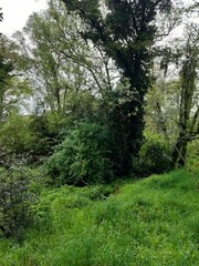 Árboles en las inmediaciones de un río en Galicia