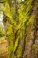 moss on tree trunk