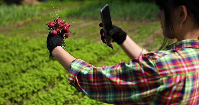 A young woman holds a bunch of fresh red radishes and take photo from it, harvesting radishes from a veggie bed, food blogger.