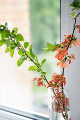 Twigs with green leaves and red flowers on vase on windowsill