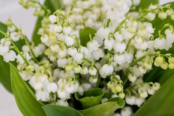 Fototapeten Bunch of fresh lily of the valley flowers close up © Gioia