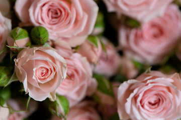 Pink roses  background.  Mothers day or Valentines day or Birthday gift.