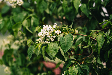 young leaves on trees, spring, buds in full bloom, white lilac