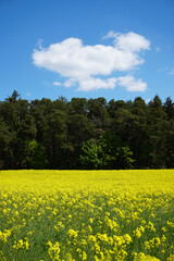 Rapsfeld vor Wald und blauem Himmel im Frühling