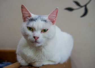 Portrait of a domestic cat