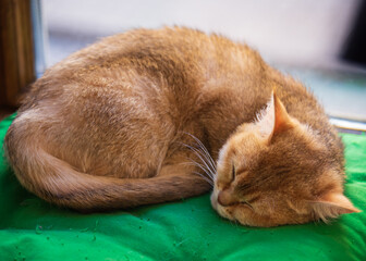 Domestic red cat on a green pillow