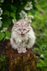 Naklejka na ściany i meble Photo of a gray fluffy cat that shows its tongue.