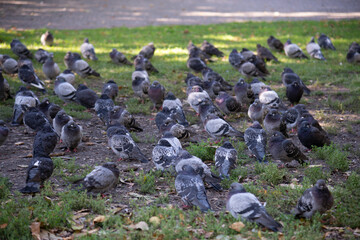 Pigeons in the park on the grass