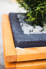Cigarette butt extinguished and thrown into a flowerpot - littering is prohibited in public places