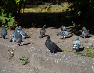 Pigeons in the park on the grass