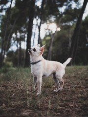 Portraits of white and cream chihuahua dogs in the forest walking and running.