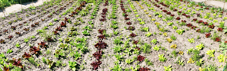 Various young Lettuce - Garden in Summer with Sunshine
