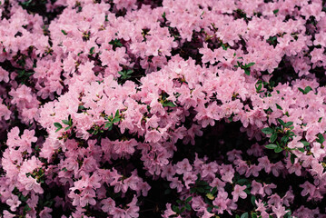 Pacific rhododendron, flower symbol of Washington, large green leaves with large flowers in botanical garden, bush with colored flowers, botanical garden with a bush with lush flowers of lilac color, 