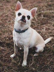 Portraits of white and cream chihuahua dogs in the forest walking and running.