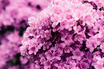 Pacific rhododendron, flower symbol of Washington, large green leaves with large flowers in botanical garden, bush with colored flowers, botanical garden with a bush with lush flowers of lilac color, 