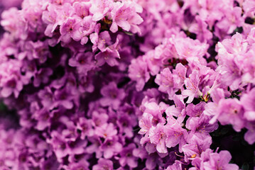 Pacific rhododendron, flower symbol of Washington, large green leaves with large flowers in botanical garden, bush with colored flowers, botanical garden with a bush with lush flowers of lilac color, 