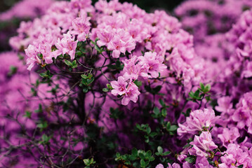 Obraz premium Pacific rhododendron, flower symbol of Washington, large green leaves with large flowers in botanical garden, bush with colored flowers, botanical garden with a bush with lush flowers of lilac color, 