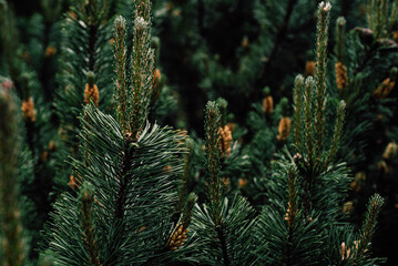 evergreen tree tops, pine, christmas tree texture, christmas tree market