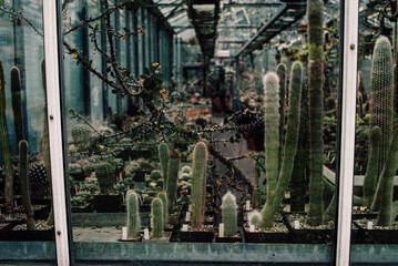 cacti in a greenhouse, cacti behind glass in a botanical garden © bilberryday