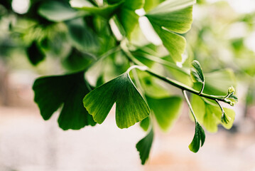 ginkgo biloba green leaves on a branch, summer in botanical garden