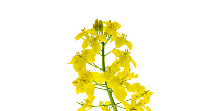 Canola isolated. Rapeseed plant, colza rapeseed for green energy. Yellow rape flower for healthy food oil on field. Springtime golden flowering.