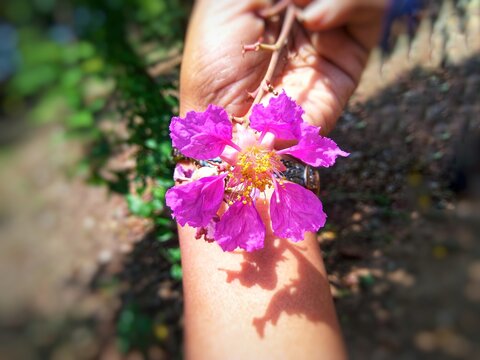 Closeup of Flower of tamhan (Lagerstroemia speciosa) tree of Maharashtra. Also known as giant crape-myrtle, pride of India, queen's crape-myrtle, queen's flower 
