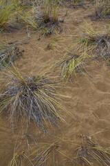 sand dunes and grass