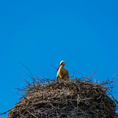 The stork has built its nest at a height.