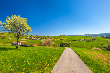 Spring rural landscape with flowering fruit trees on a sunny day. The village of Hrinova in central Slovakia, Europe.