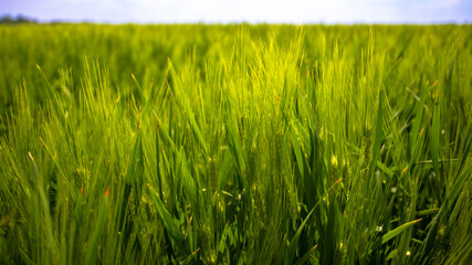 field of young wheat. spikelets