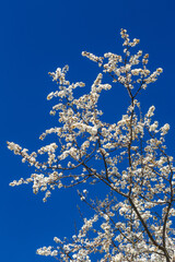 Blooming branches of a cherry tree with a background of blue sky.