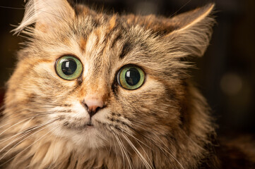 Naklejka na ściany i meble Close-up portrait of a surprised multicolored cat.