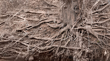 The root system is the system of a large tree on the surface of the earth. Background, texture. Plant life, ecology