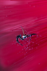 Closeup image of jumping spider on pink background