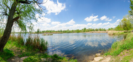 Obraz premium Panorama landscape on a summer day on a lake with reed trees and a blue sky with clouds