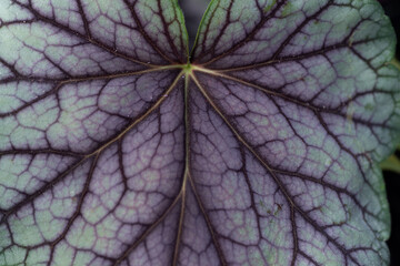 紫色の葉
