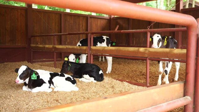 The spotted calf in the cage