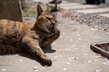 毛繕いをする猫