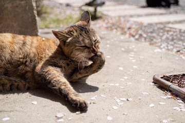 毛繕いをする猫