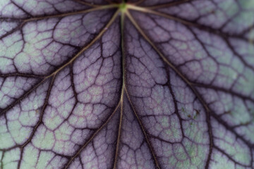 紫色の葉